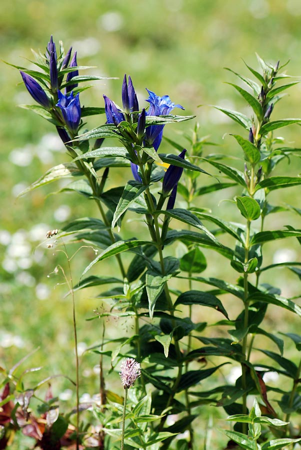 Gentiana asclepiadea / Genziana d''Esculapio
